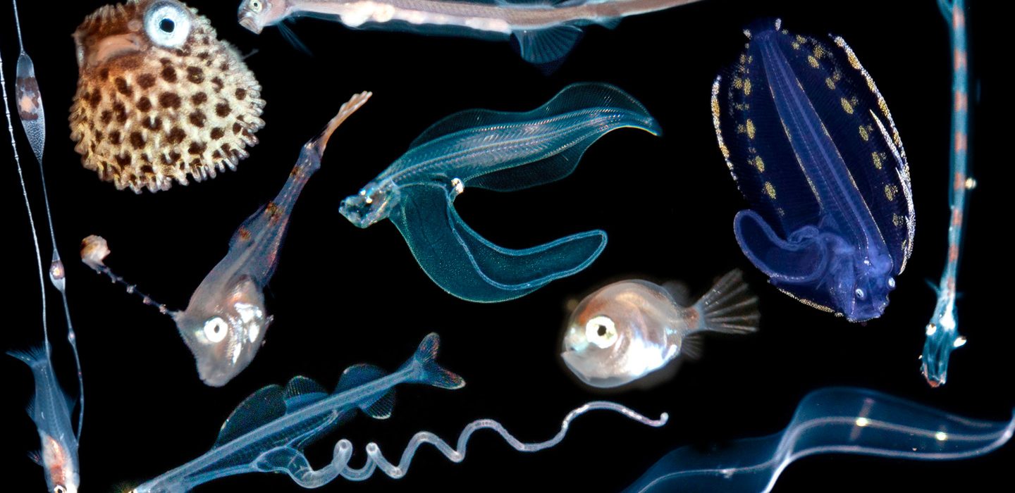 Larva Balıkların Göz Kamaştırıcı Su Altı Fotoğrafları ve Bilimsel Ayrıntılar