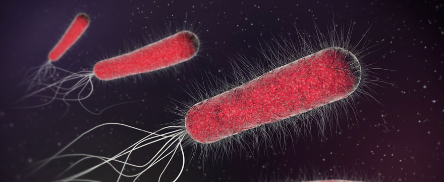 https://microbiologylaboratoryturkey.blogspot.com/2018/10/escherichia-coli.html