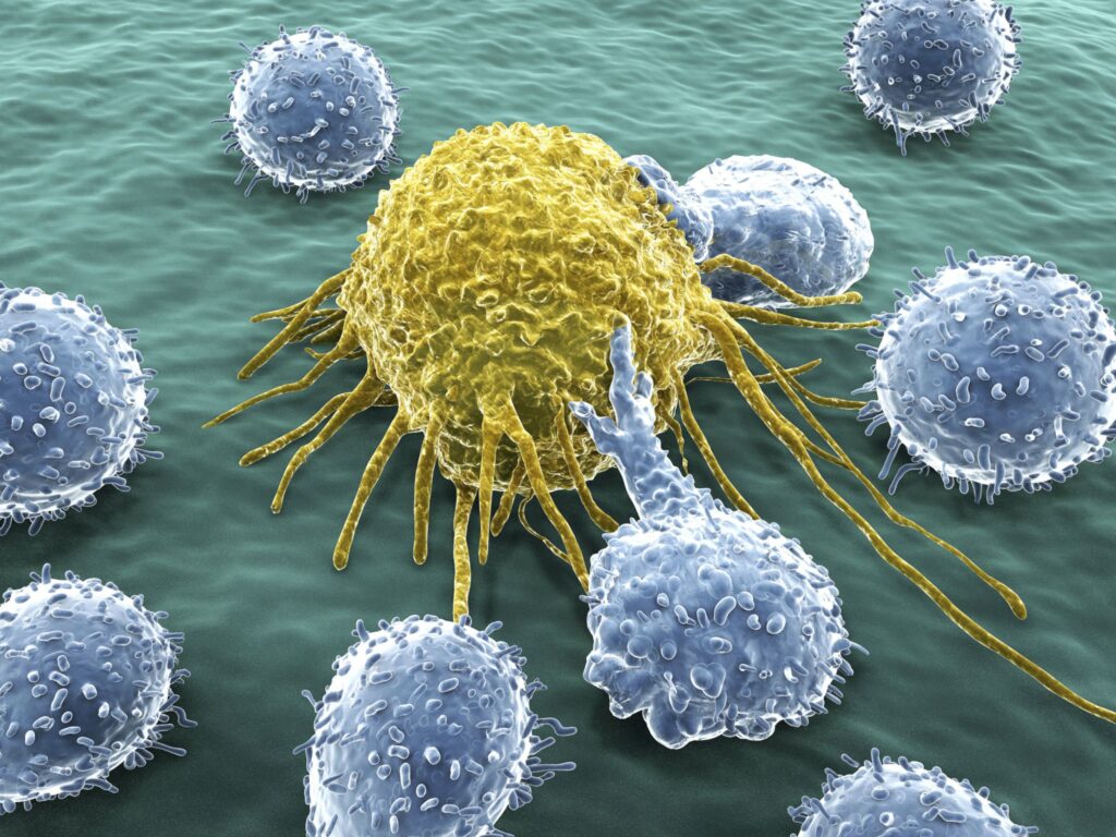 T hücrelerinin ve kanser hücresinin gösterimi