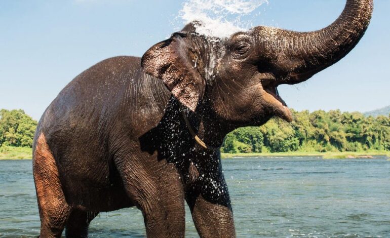  Fillerin Hortumlarıyla Suyu Emme Gücü Ne Kadardır?