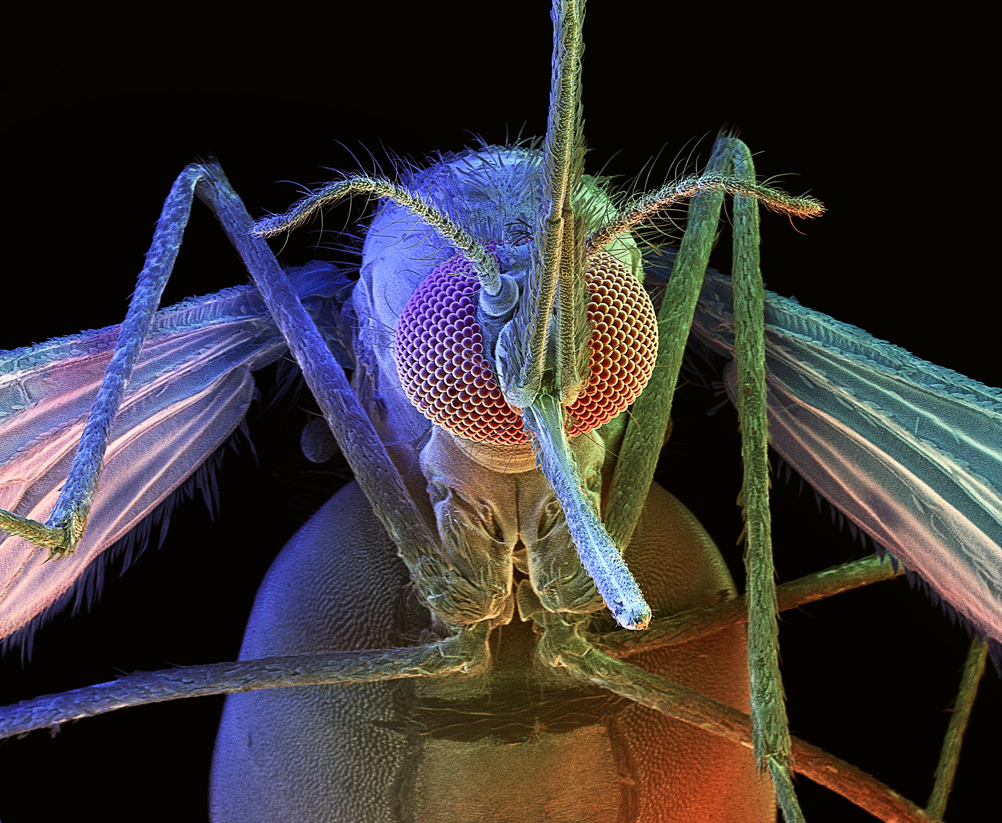 Sivrisinek Tabanlı Hastalıklarda Genetik Kontrol Teknolojileri