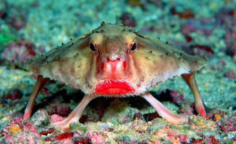  Okyanusun Prensesi: Kırmızı Dudaklı Yarasa Balığı