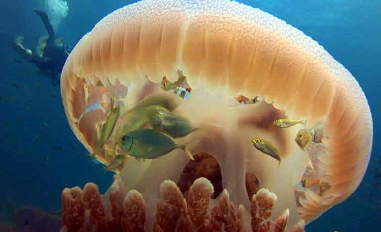  Okyanusta Köşe Kapmaca: Bir Simbiyotik Yaşam Örneği