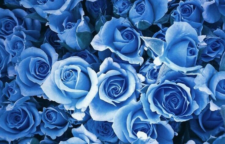  Başarının Sembolü ‘Mavi Güller’