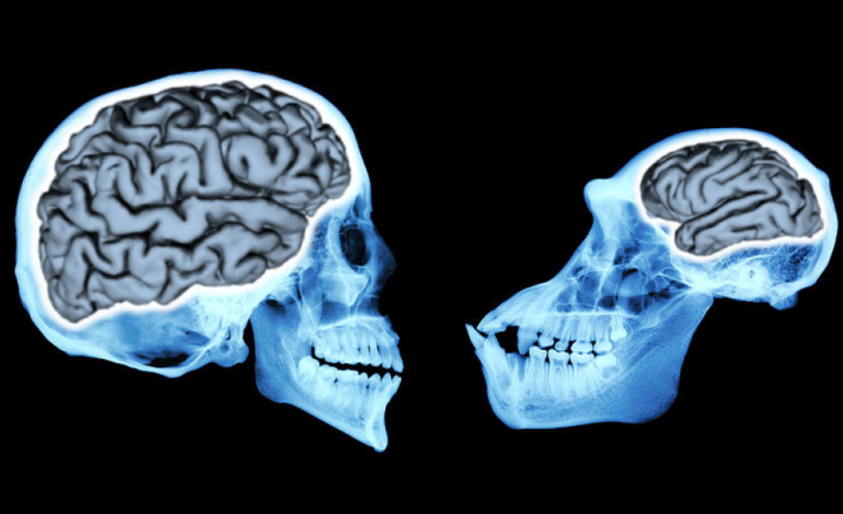  Bizi insan yapan nedir? İnsan ve Şempanze Beyinlerinin Neden Farklı Çalıştığı Araştırıldı