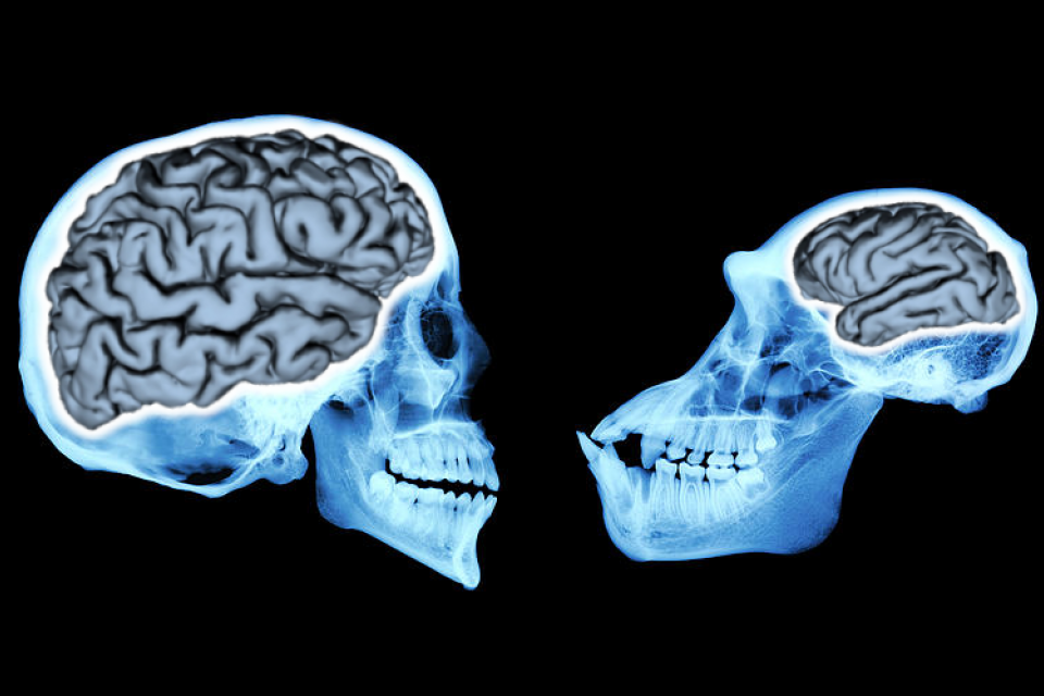 Bizi insan yapan nedir? İnsan ve Şempanze Beyinlerinin Neden Farklı Çalıştığı Araştırıldı
