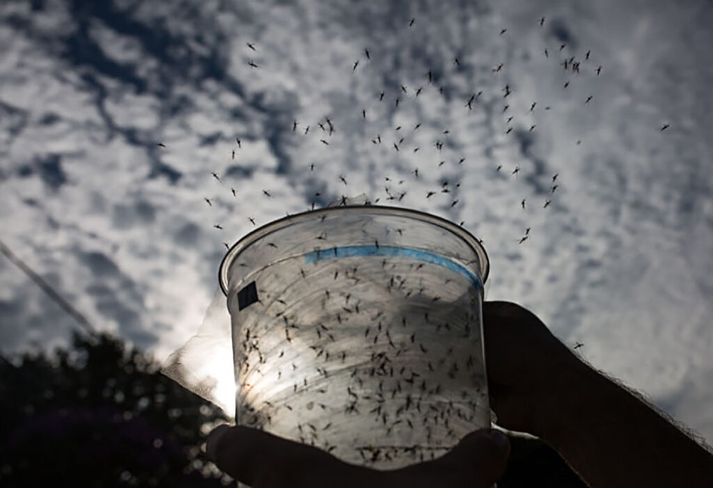Genetiği Değiştirilmiş Milyarlarca Sivrisinek Doğaya Salındı