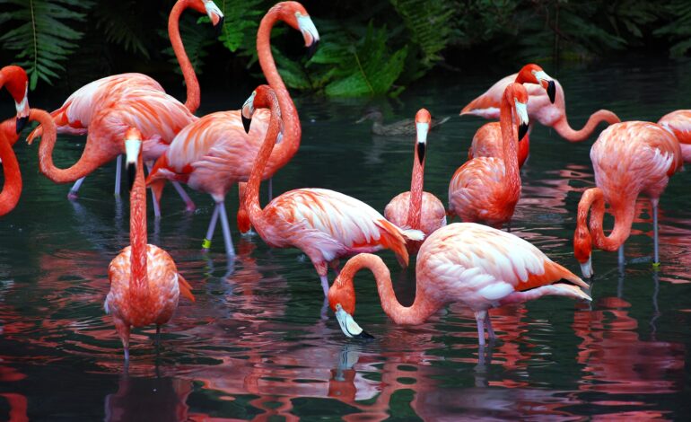  Flamingoların Neden Pembe Olduğunu Hiç Merak Ettiniz mi? 🦩