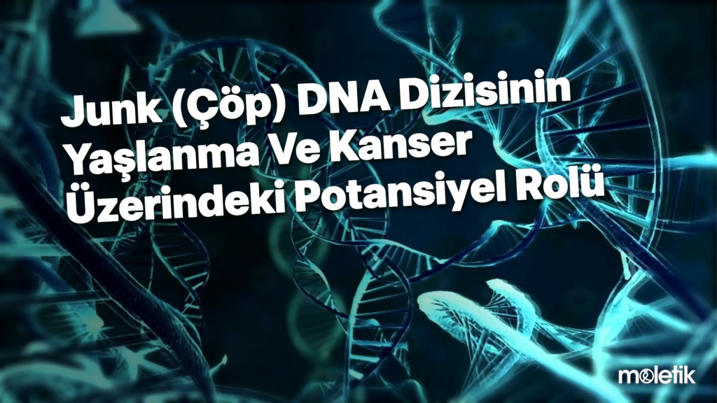 Junk (Çöp) DNA Dizisinin Yaşlanma ve Kanser Üzerindeki Potansiyel Rolü