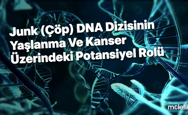 Junk (Çöp) DNA Dizisinin Yaşlanma ve Kanser Üzerindeki Potansiyel Rolü