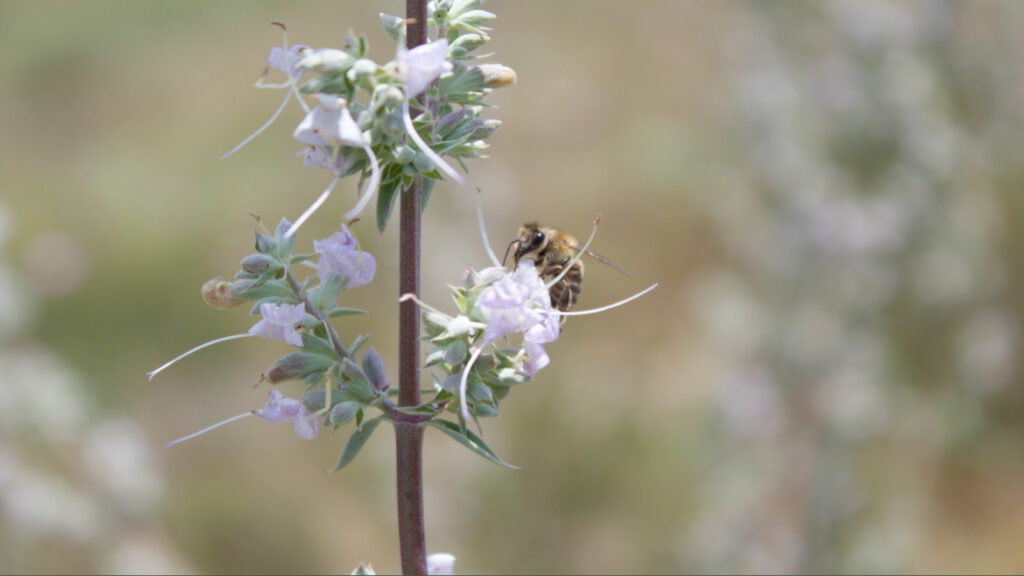 Bal Arıları (Apis mellifera) Tarafından Tozlaşan Çiçekler Düşük Kalitede Tohum Mu Üretir?