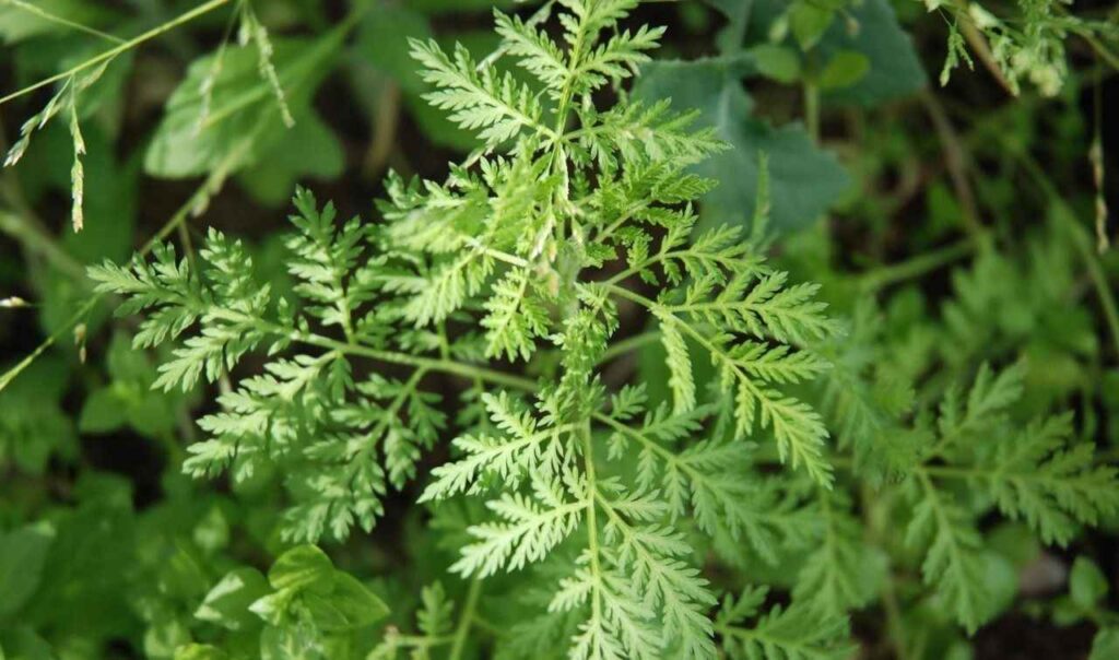 Nobel Ödüllü Tıbbi Bitki: Peygamber Süpürgesi (Artemisia annua)