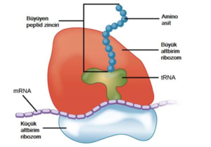 Ribozom Nedir? Ribozom ne anlama geliyor? Kelimenin kökeni nedir?