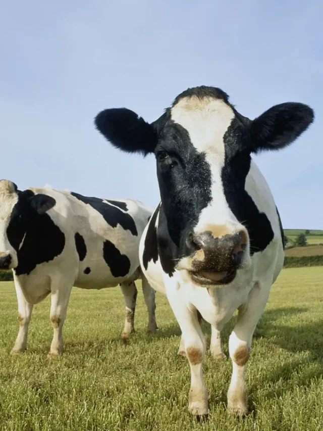 ABD’de süt ineklerinde H5N1 kuş gribi virüsü