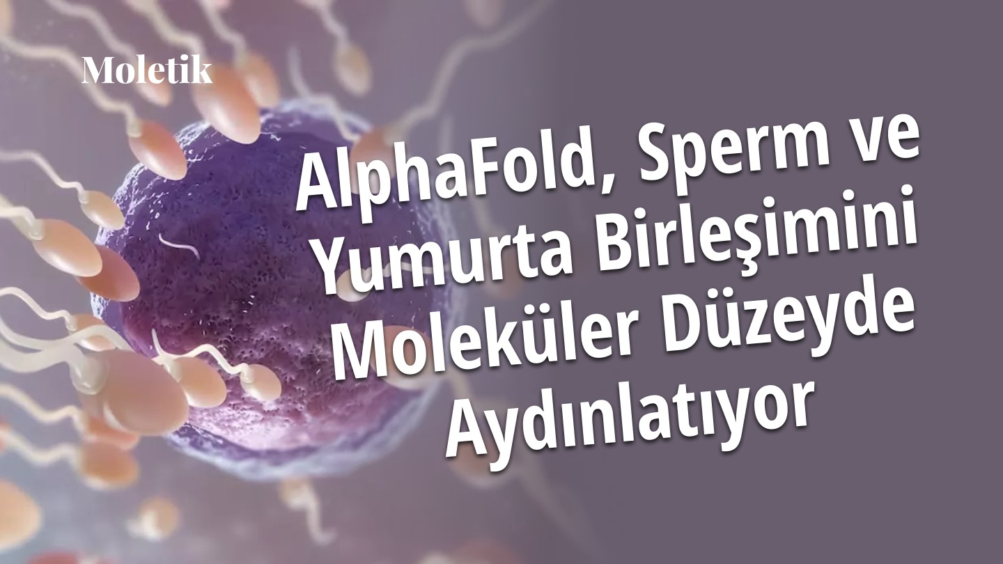 AlphaFold, Sperm ve Yumurta Birleşimini Moleküler Düzeyde Aydınlatıyor