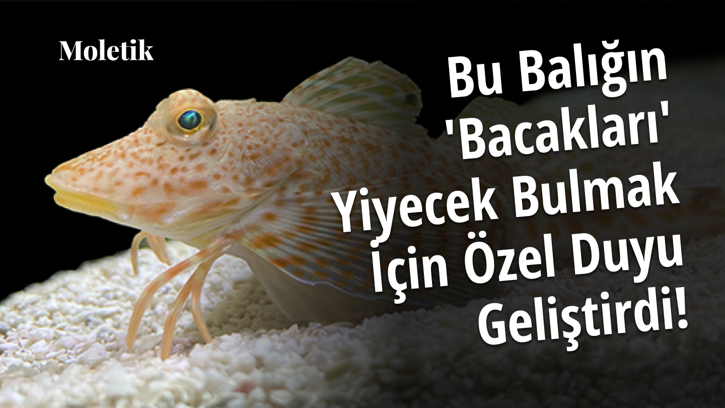 Prionotus Balığının ‘Bacakları’, Kum Altındaki Yiyecekleri Bulmak İçin Özel Bir Duyu Geliştirdi!