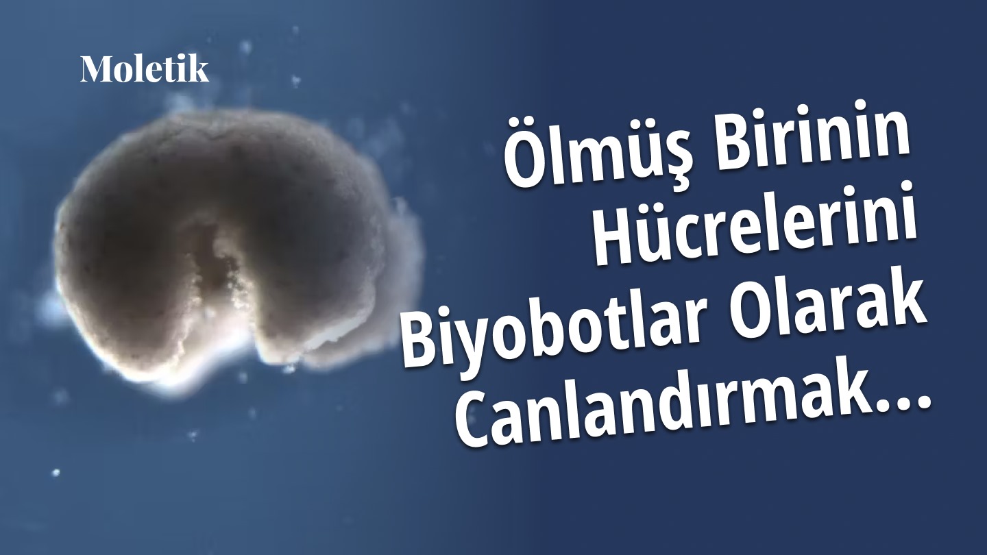 Ölü Hücrelerden Canlanan Biyobotlar: Yaşam ve Ölüm Arasındaki Sınırlar Aşılabilir mi?