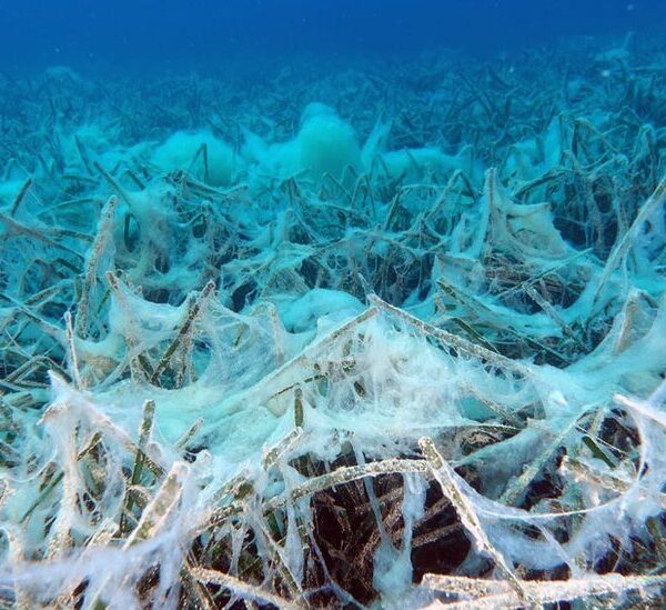 Mucilage in Turkey: The Truth About Sea Snot in Our Seas