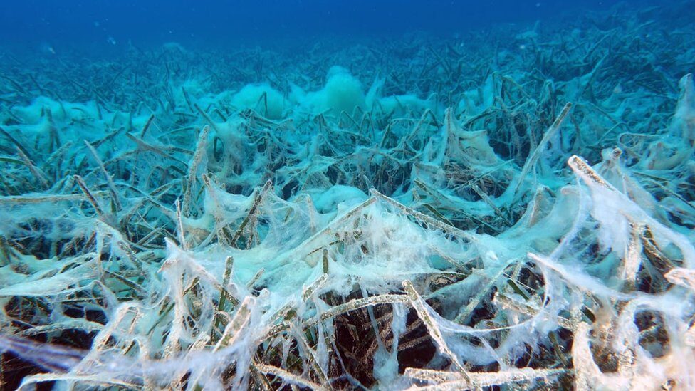 Mucilage in Turkey: The Truth About Sea Snot in Our Seas