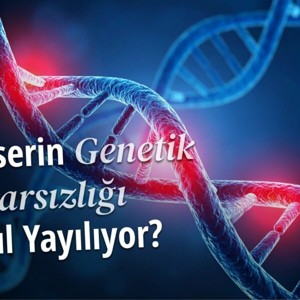 Hücre Bölünmesinde DNA Hasarı: Kanserin Genetik Kararsızlığı Nasıl Yayılıyor?