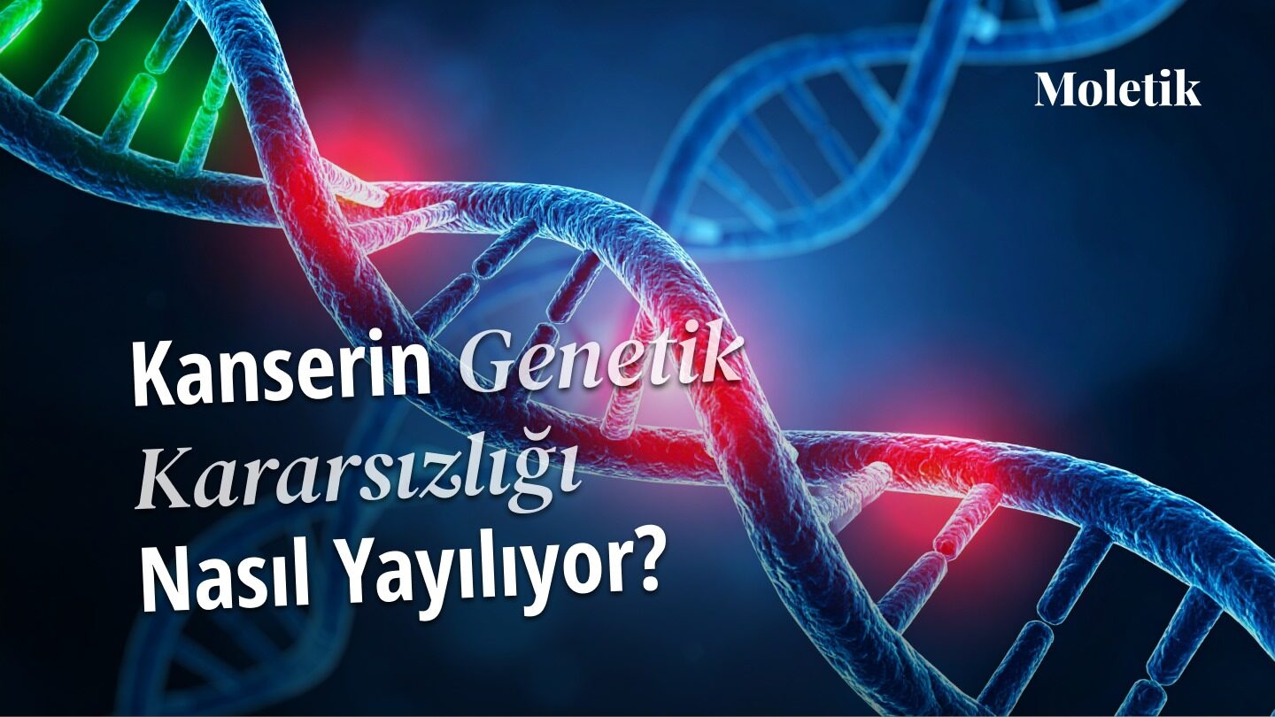 Hücre Bölünmesinde DNA Hasarı: Kanserin Genetik Kararsızlığı Nasıl Yayılıyor?