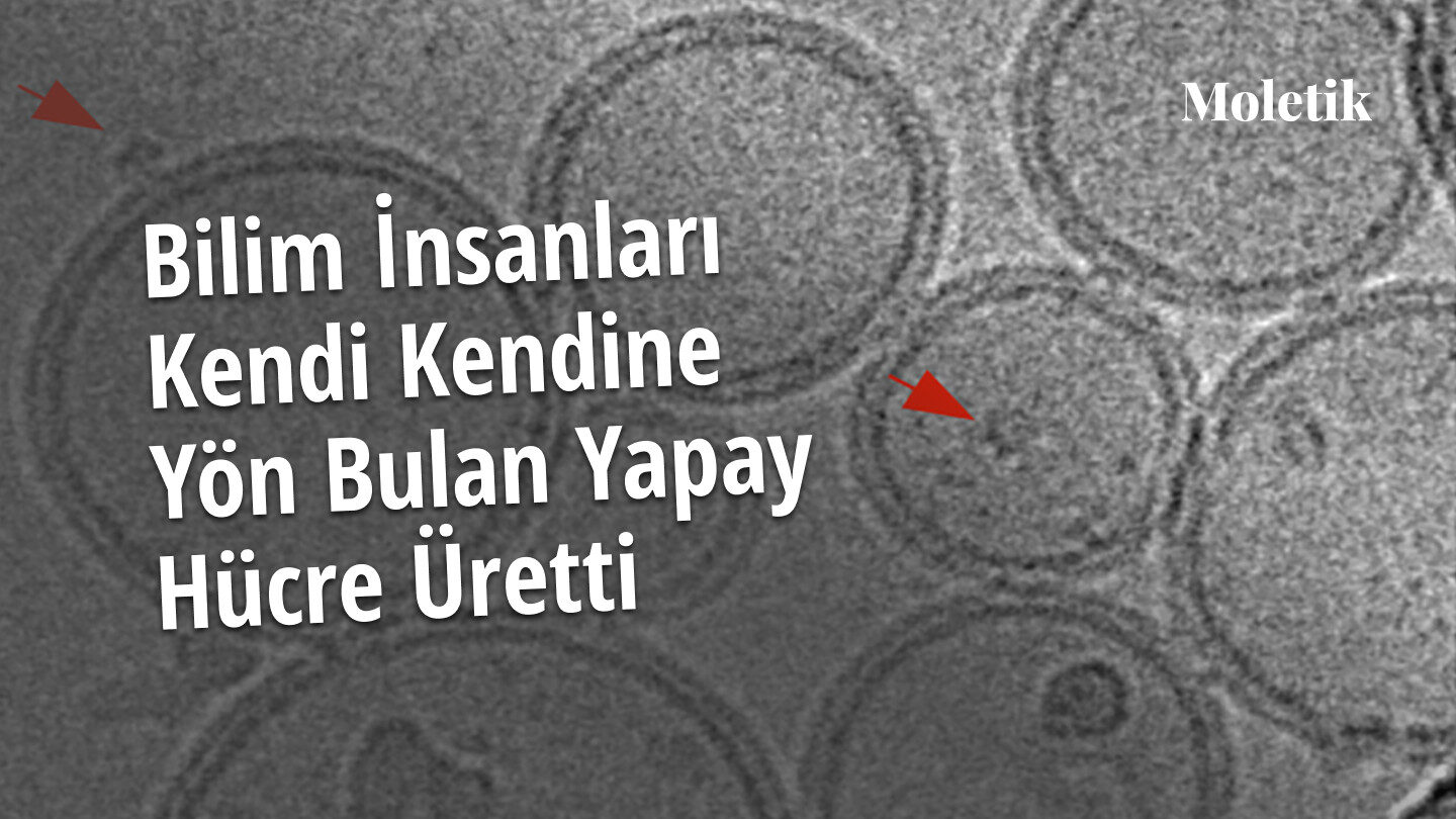 Bilim İnsanları, Kendi Kendine Yön Bulan Yapay Hücre Üretti