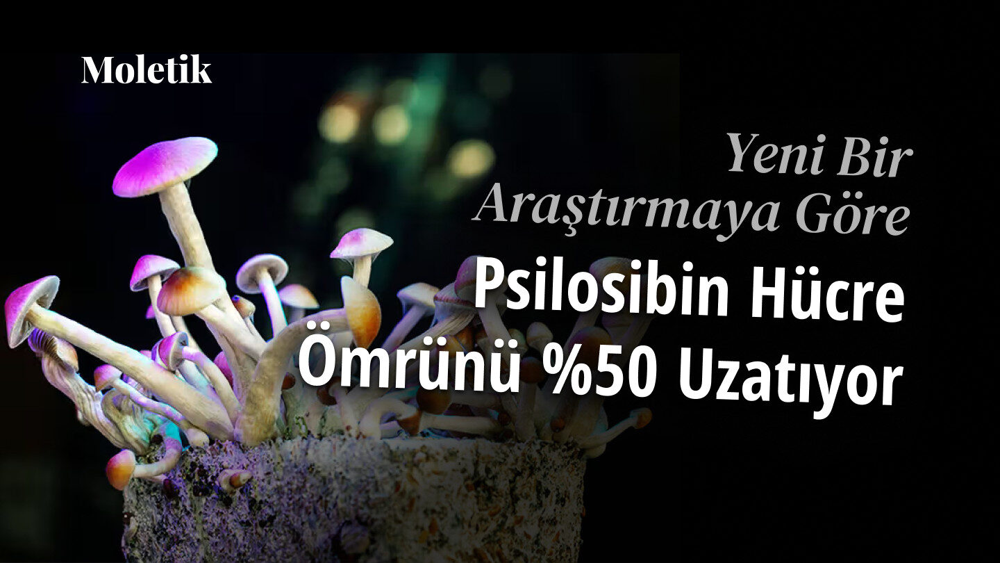 Psilosibin ile Yaşlanmaya Dur Demek Mümkün mü? Yeni Araştırmaya Göre Hücre Ömrünü %50 Uzatıyor