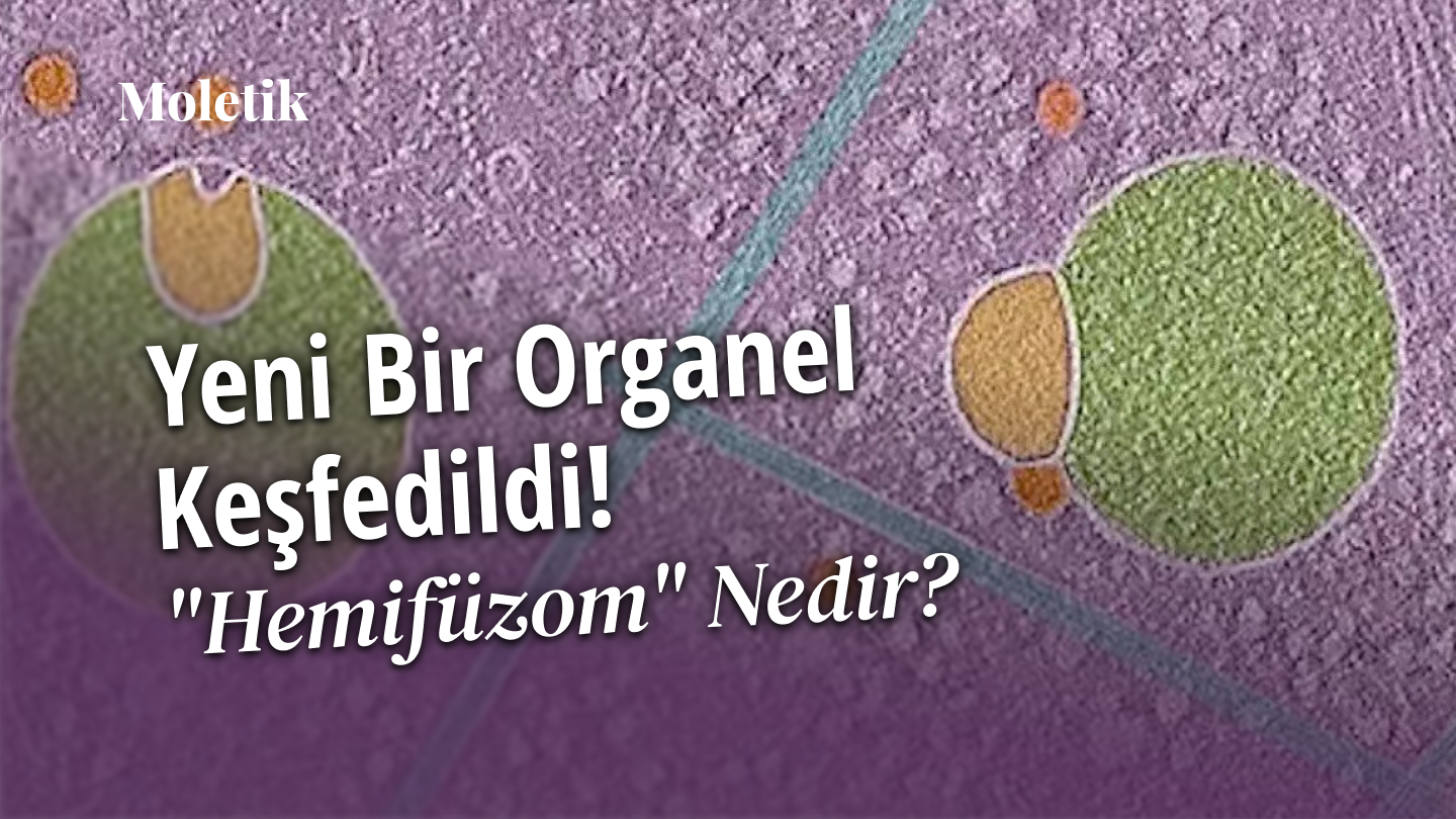 Yeni Bir Organel Keşfedildi! "Hemifüzom" Nedir?