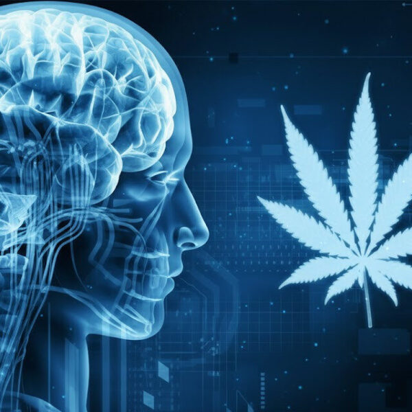 Endokannabinoid Sistem: Kenevirin İnsan Fizyolojisinde Yeniden Tanımladığı Paradigma