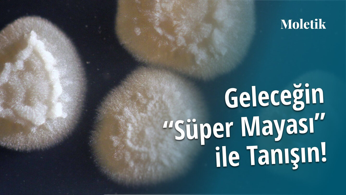 Geleceğin "Süper Mayası" ile Tanışın: Yarrowia lipolytica Nedir?