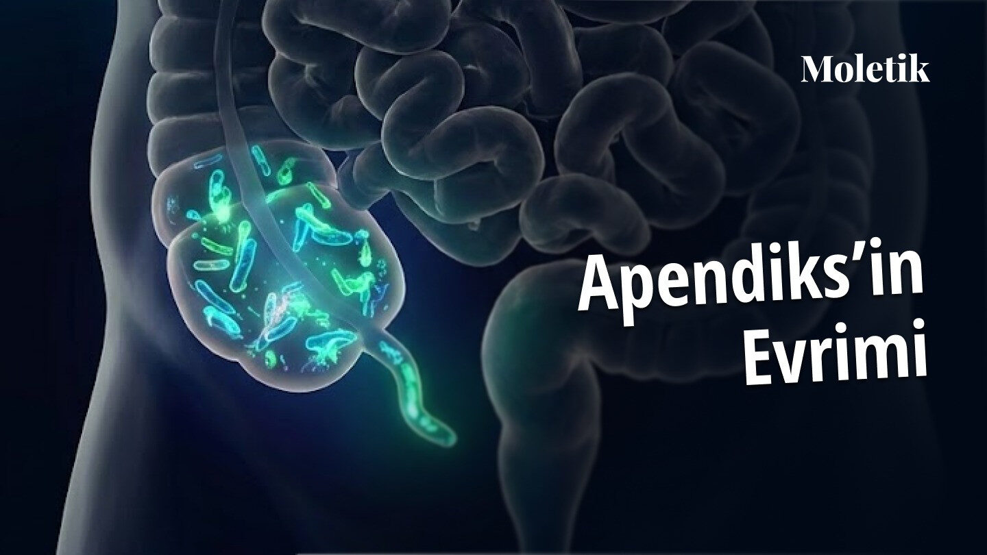 Apendiks Evrimi: Körelme Anlatısından Evrimsel Yeniden İşlevlendirmeye Doğru
