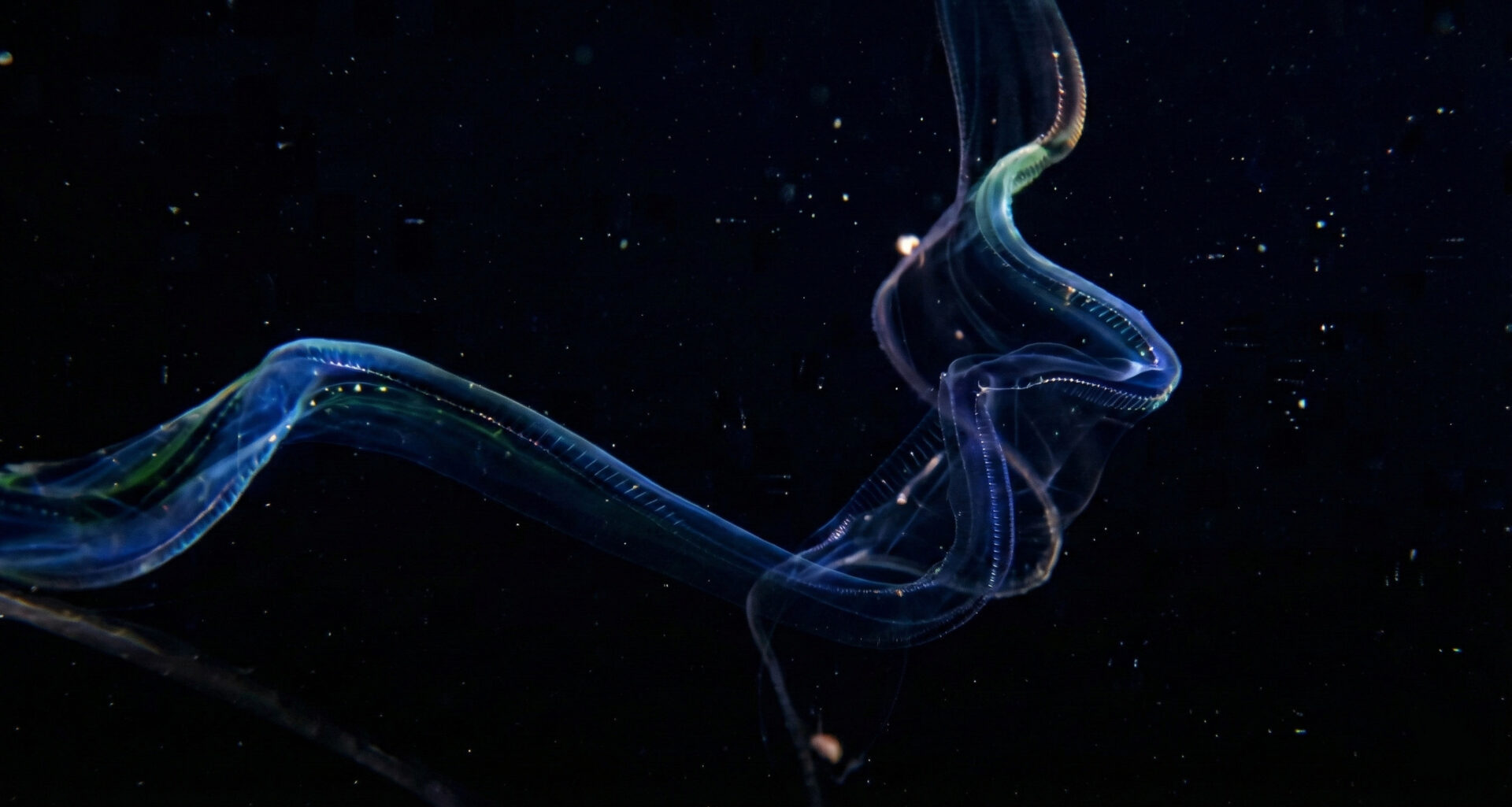 Venüs Kuşağı: Işığın Canlı Hâli