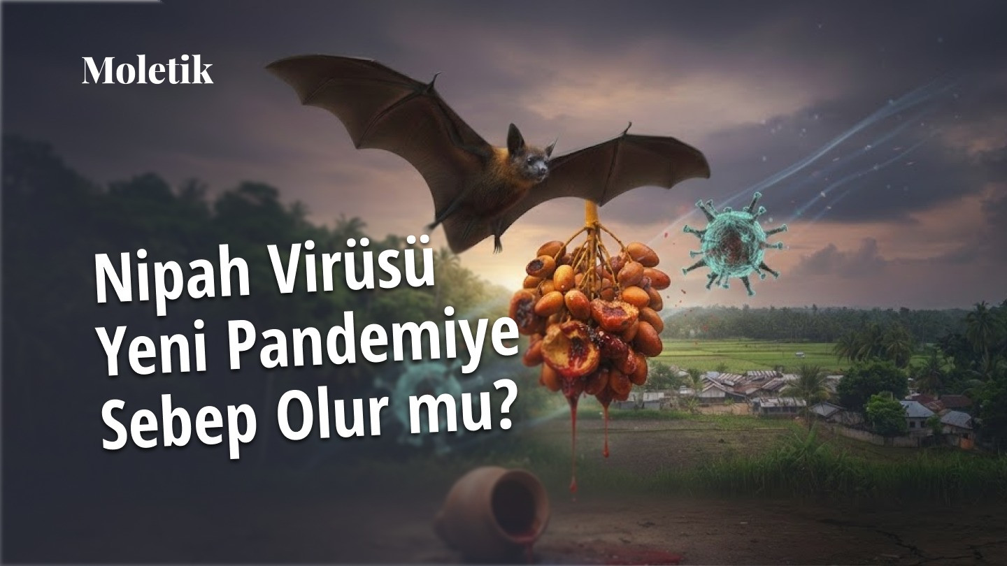 Nipah Virüsü Yeni Bir Pandemiye Neden Olur mu? Sessiz Tehdidin Yeniden Yükselişi